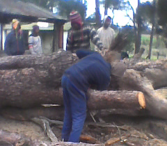 tree stump removal or de-barking